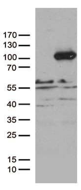 PCDHB8 Antibody (aa29-418, clone OTI1F6, Carrier-free)