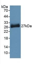 PNOC / Nociceptin Antibody (aa12-187)