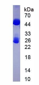 Guinea Pig IgG Protein (Native)