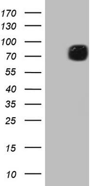 PTGS2 / COX2 / COX-2 Antibody (aa18-260, clone OTI1B4)