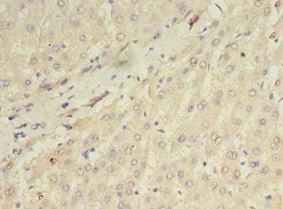 ORMDL1 Antibody