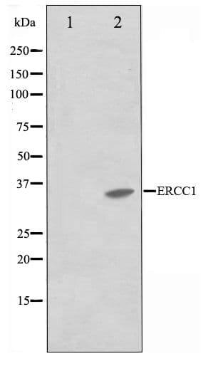 ERCC1 Antibody