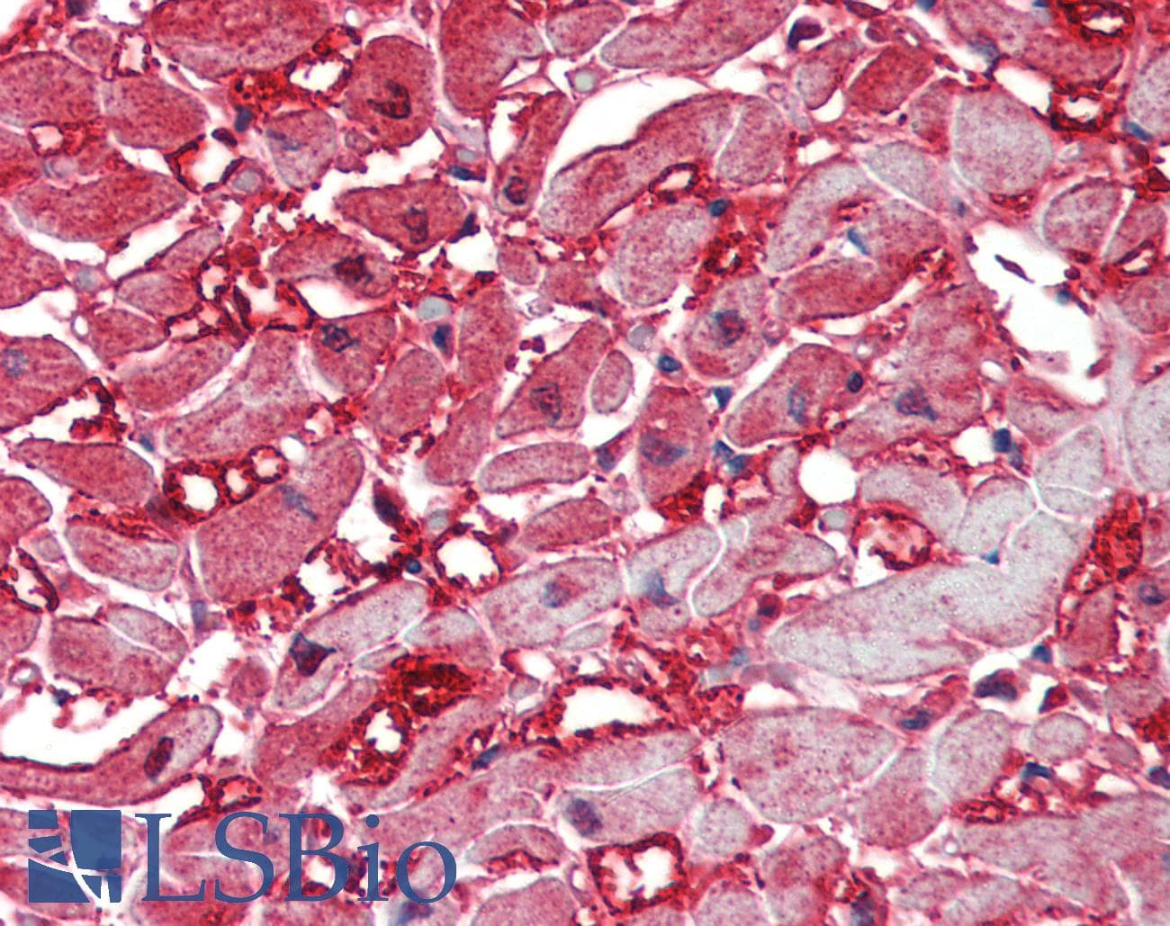 PathPlus™ Polyclonal Rabbit anti-Human CASP12 / Caspase 12 Antibody (IHC, IF, WB)