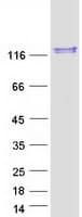 Human USP28 Protein (Recombinant Myc-DDK (Flag))