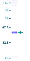 Human HPMS1 / PMS1 Protein (Recombinant GST)