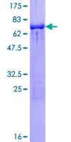 Human SH3GL1 / EEN Protein (Recombinant GST)