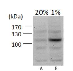 HIF1A / HIF1 Alpha Antibody (aa530-825, DY650)