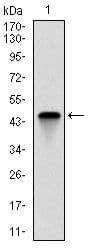 TNNI2 Antibody (clone 2F12G2)