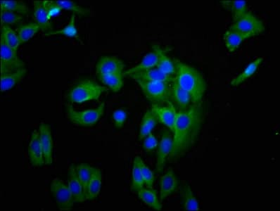 BCAM / CD239 Antibody