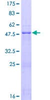 Human BIRC8 / ILP2 Protein (Recombinant GST)