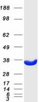Human GNMT Protein (Recombinant Myc-DDK (Flag))