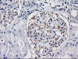 PDE2A Antibody (clone OTI3A4)