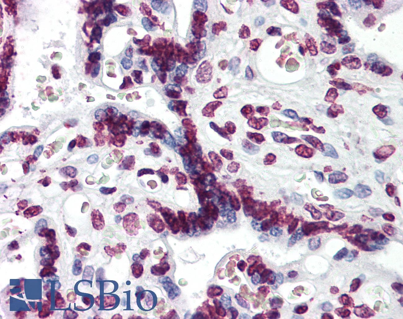 IHC-plus™ AHR Antibody (clone 3B9)