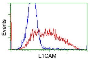 L1CAM Antibody (clone OTI2G5)