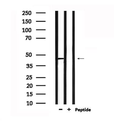NPY1R Antibody (aa231-258)