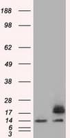 PFN1 / Profilin 1 Antibody (clone OTI2D2, Carrier-free)