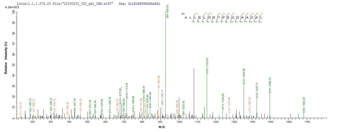 Akkermansia muciniphila RuvC Protein (Recombinant 10His, N-terminus + Myc, C-terminus)