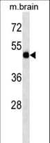 TBC1D10A Antibody (aa239-267)