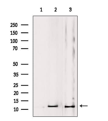 MRPL53 Antibody