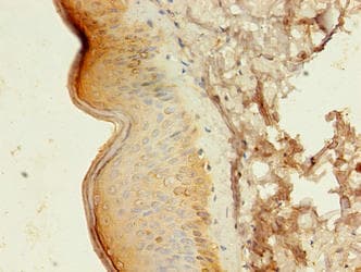 ATG16L1 / ATG16L Antibody (aa1-607)