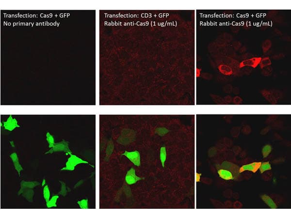 Streptococcus pyogenes CRISPR-associated endonuclease Cas9/Csn1 Antibody (C-Terminus)