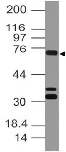 SENP1 Antibody