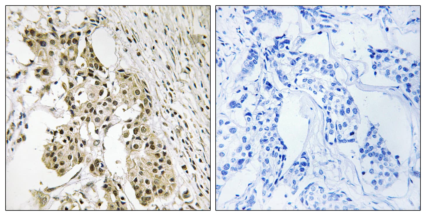 TAGAP Antibody (aa191-240)