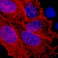 Monoclonal Mouse V5 Tag Antibody (IF, WB)
