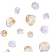 IHC-plus™ Kinesin 5A / KIF5A Antibody