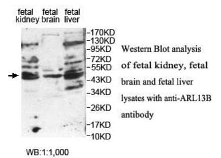 ARL13B Antibody (aa244-421)