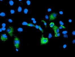 CPA2 Antibody (clone OTI1A1, Carrier-free)