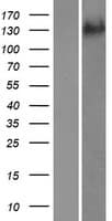 ADAMTS19 Protein (Over-Expression Lysate Myc-DDK (Flag))