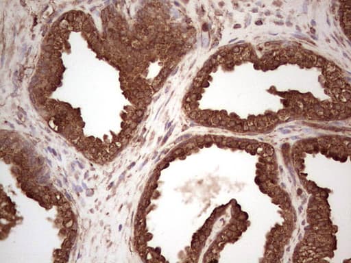 BHLHE41 / BHLHB3 / SHARP1 Antibody (aa1-297, clone OTI4E1, Carrier-free)