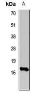 HIST3H3 Antibody