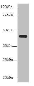 NR2E1 / TLX Antibody