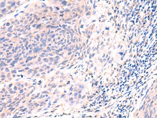 ESM1 / Endocan Antibody
