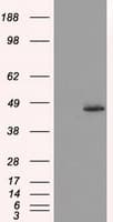 HMRF1L / MTRF1L Antibody (clone OTI1F11, Carrier-free)