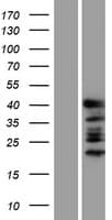 GATA1 Protein (Over-Expression Lysate Myc-DDK (Flag))
