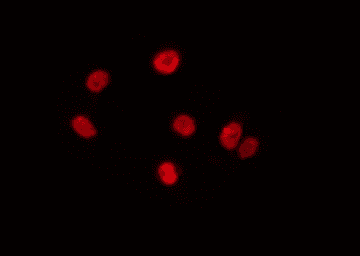 PRKX Antibody