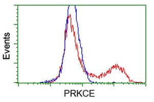 PRKCE / PKC-Epsilon Antibody (clone OTI2A12)