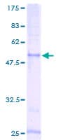 Human CCRL2 Protein (Recombinant GST)