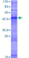 Human OR2T35 Protein (Recombinant GST)