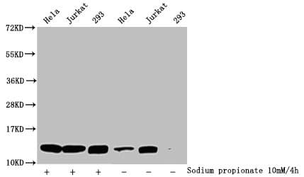HIST1H4I Antibody