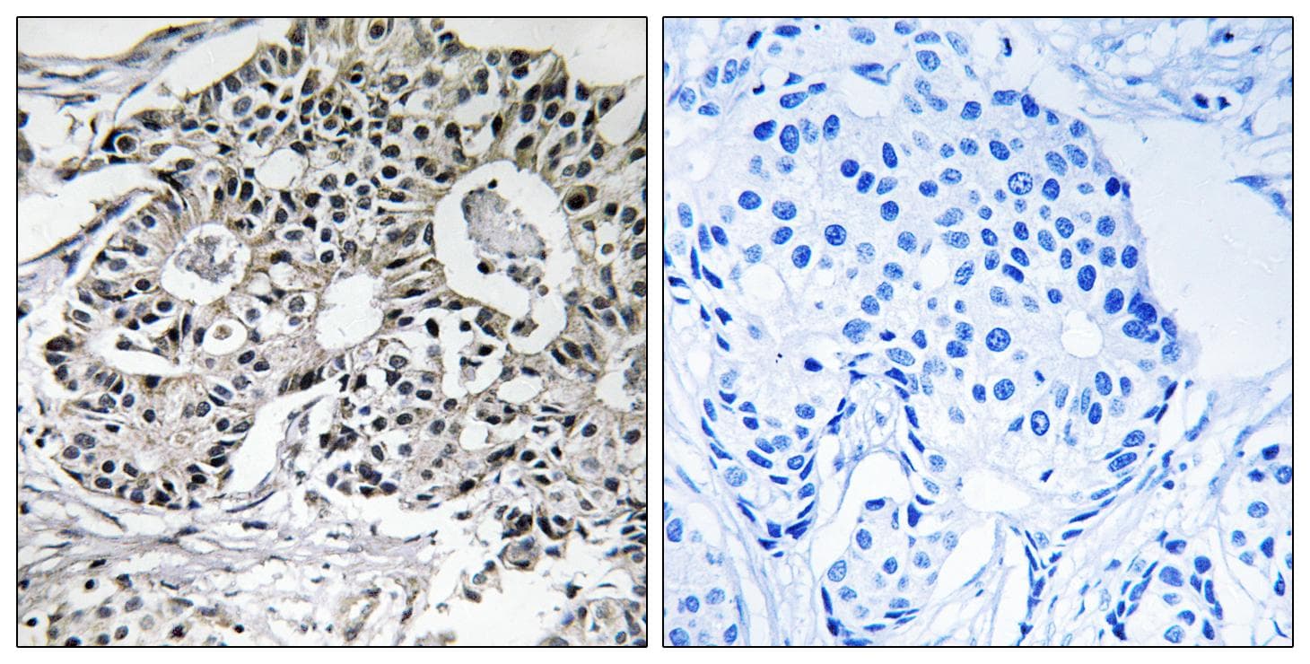 PXMP2 Antibody