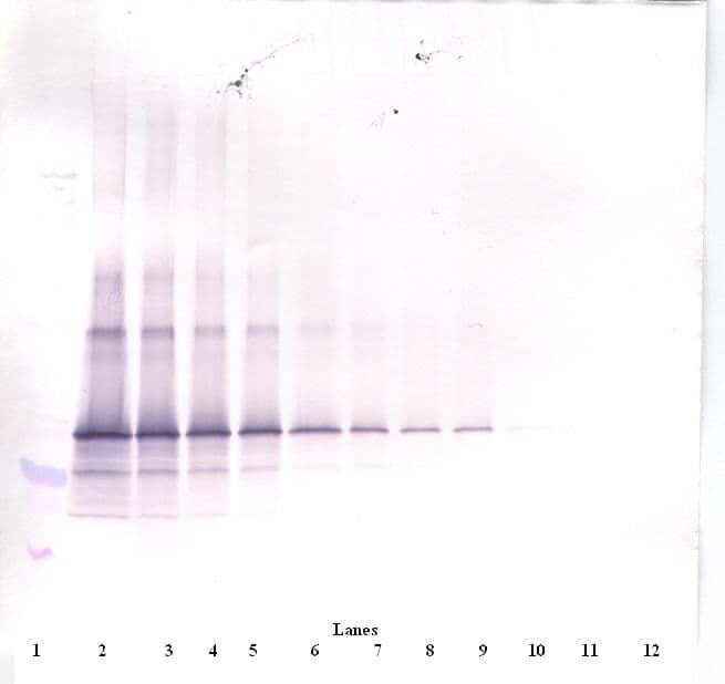 IHC-plus™ FST / Follistatin Antibody