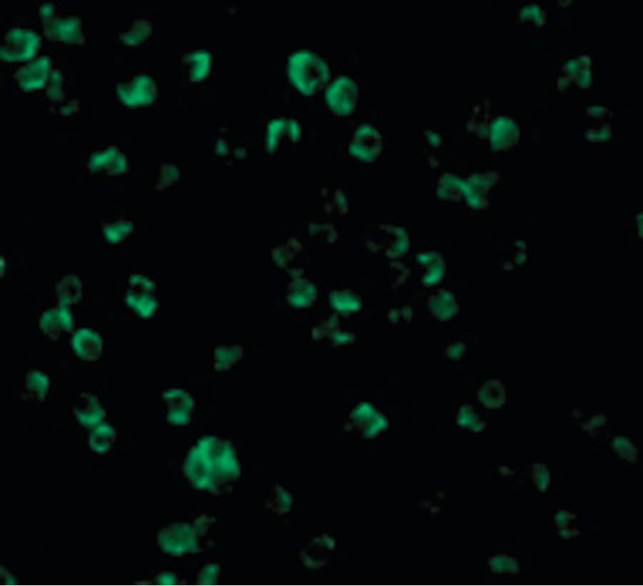IHC-plus™ TLR10 Antibody