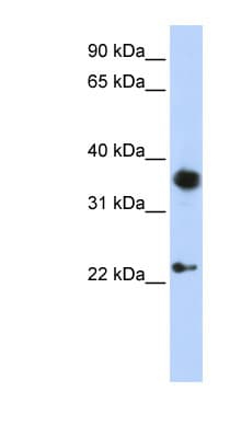 EN1 / Engrailed Antibody (aa252-301)