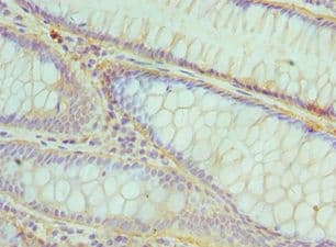 CBFB Antibody (aa1-182)