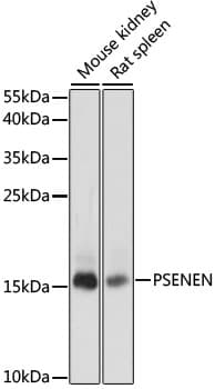 PSENEN / PEN-2 Antibody
