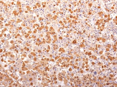 POMC / Proopiomelanocortin Antibody (N-Terminus, clone r57, Azide-free, Carrier-free)